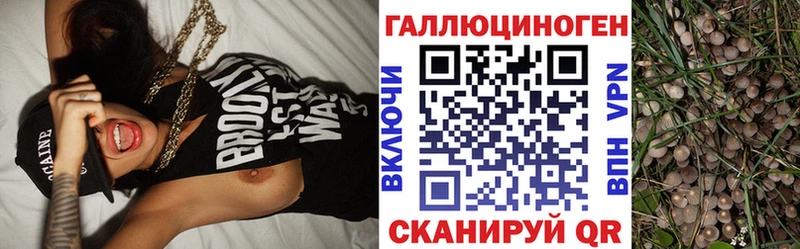 где продают   Канск  Псилоцибиновые грибы Psilocybe 