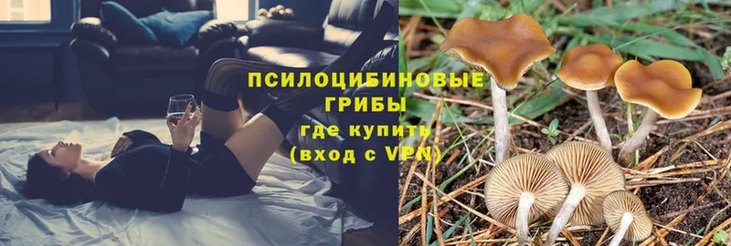 Галлюциногенные грибы Magic Shrooms  Канск 