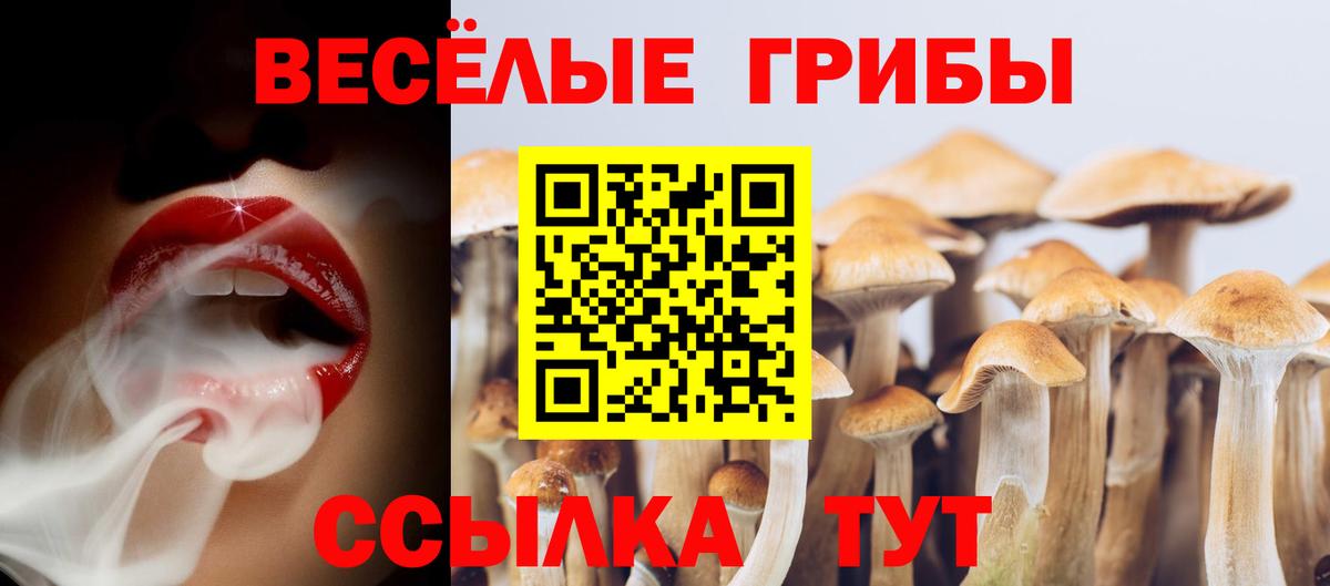 Псилоцибиновые грибы Psilocybe Канск